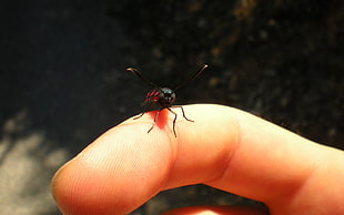 black and red fly on finger during daytime